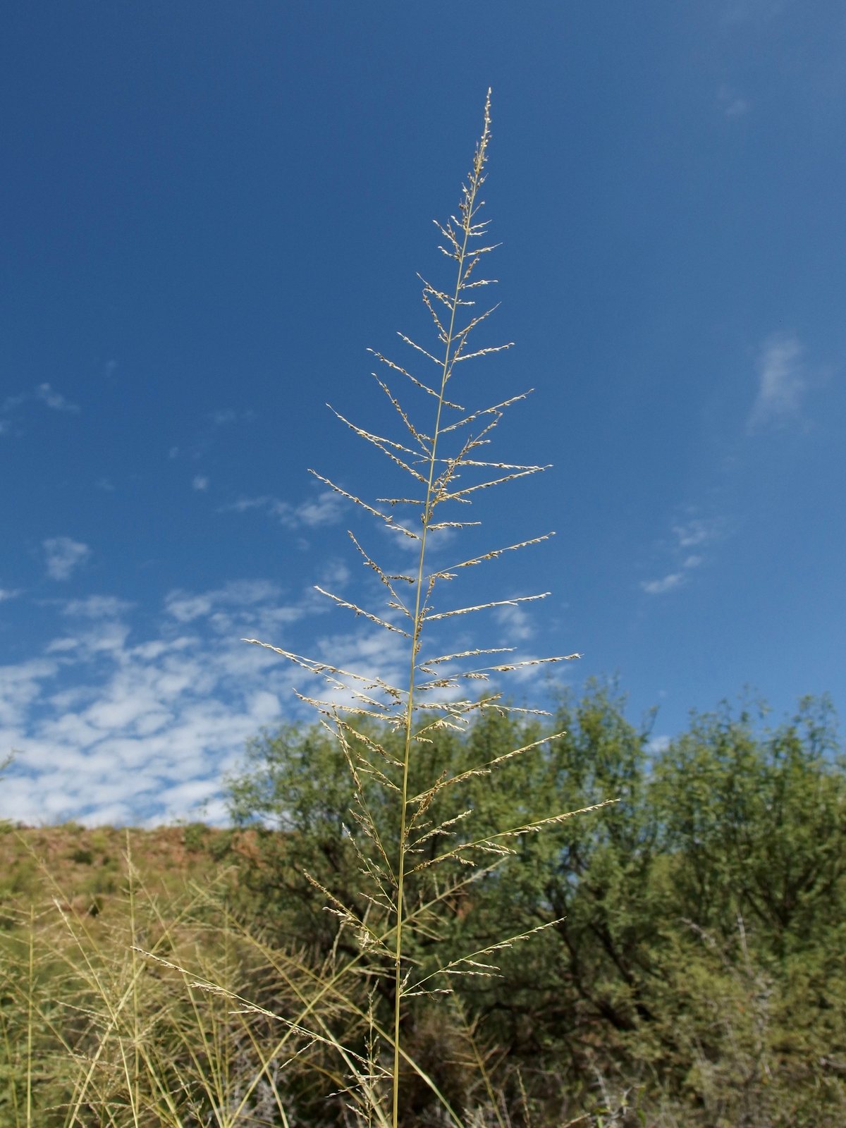 Giant sacaton
