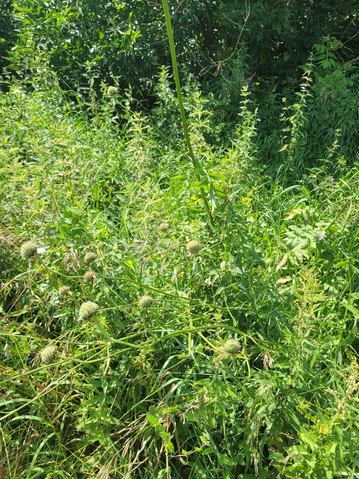 Giant scabious