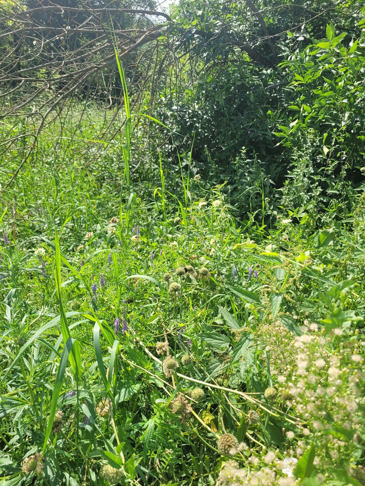 Giant scabious
