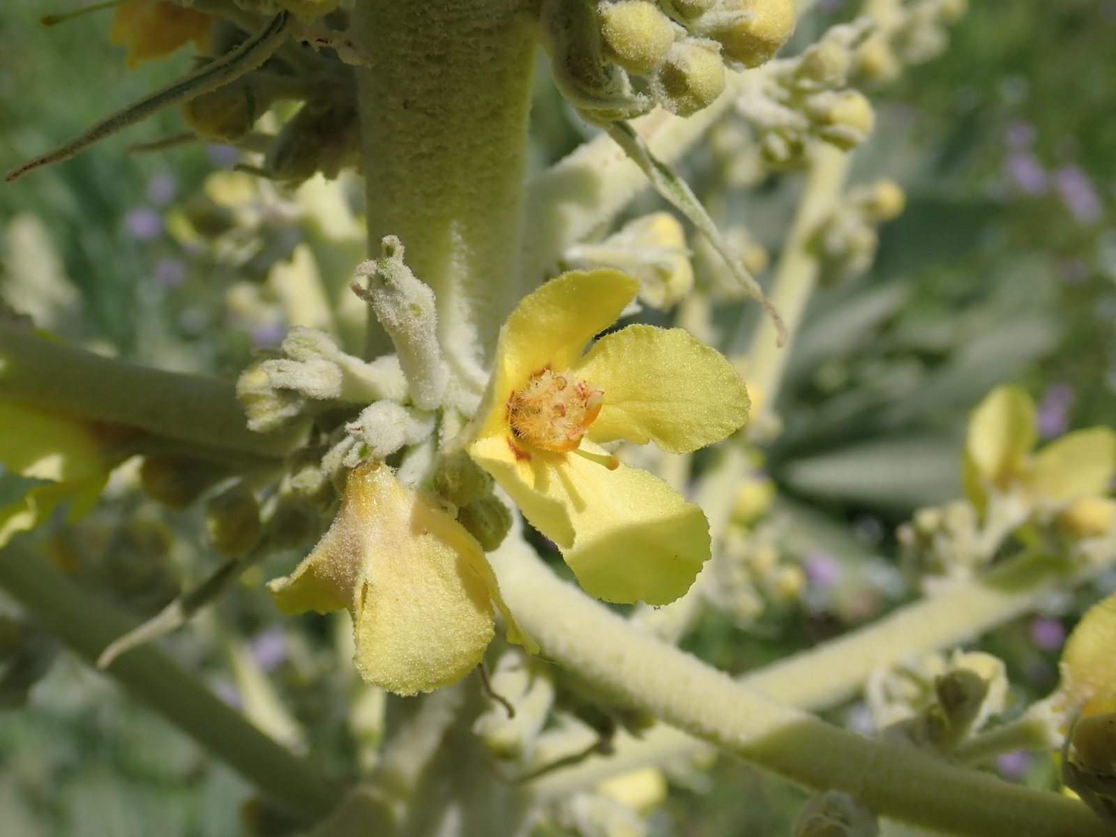 Giant silver mullein