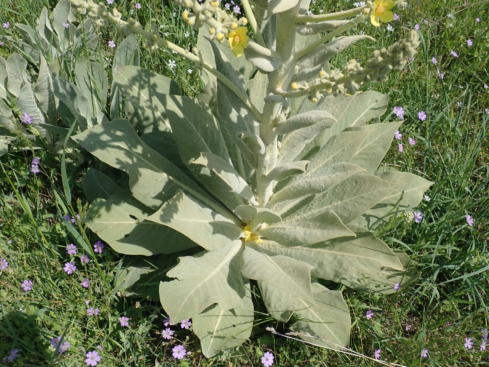 Giant silver mullein
