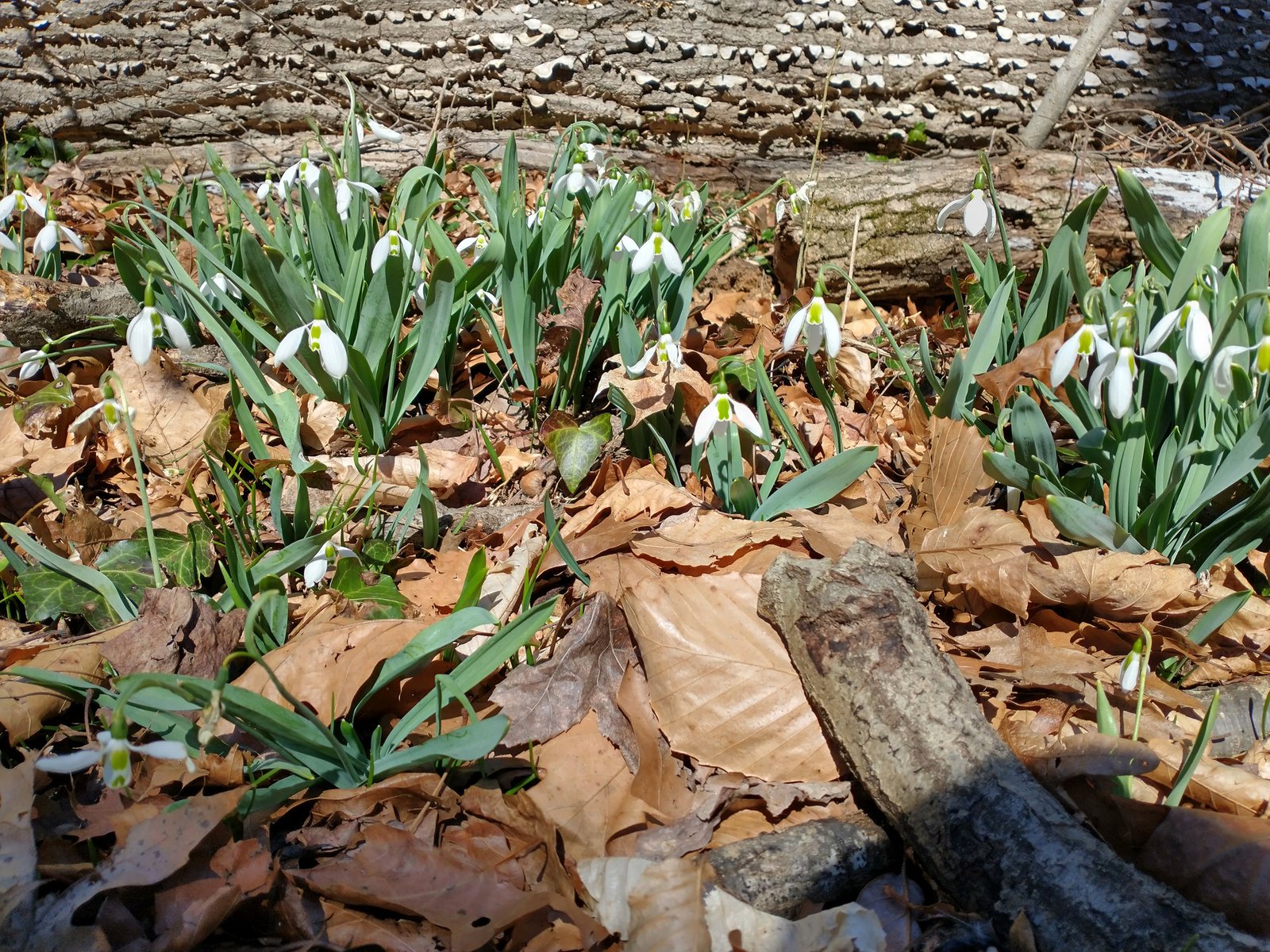 Giant snowdrop