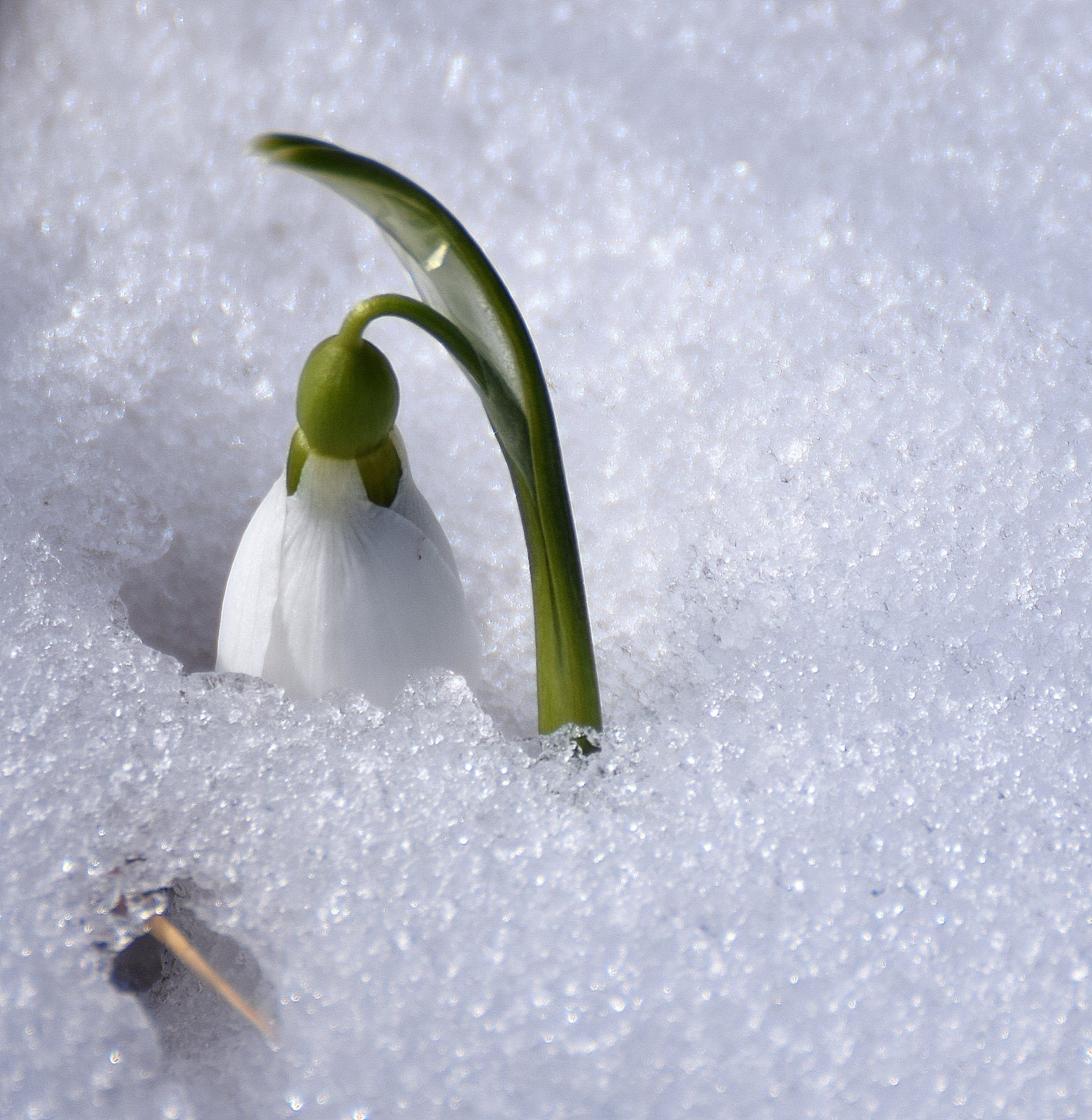 Giant snowdrop