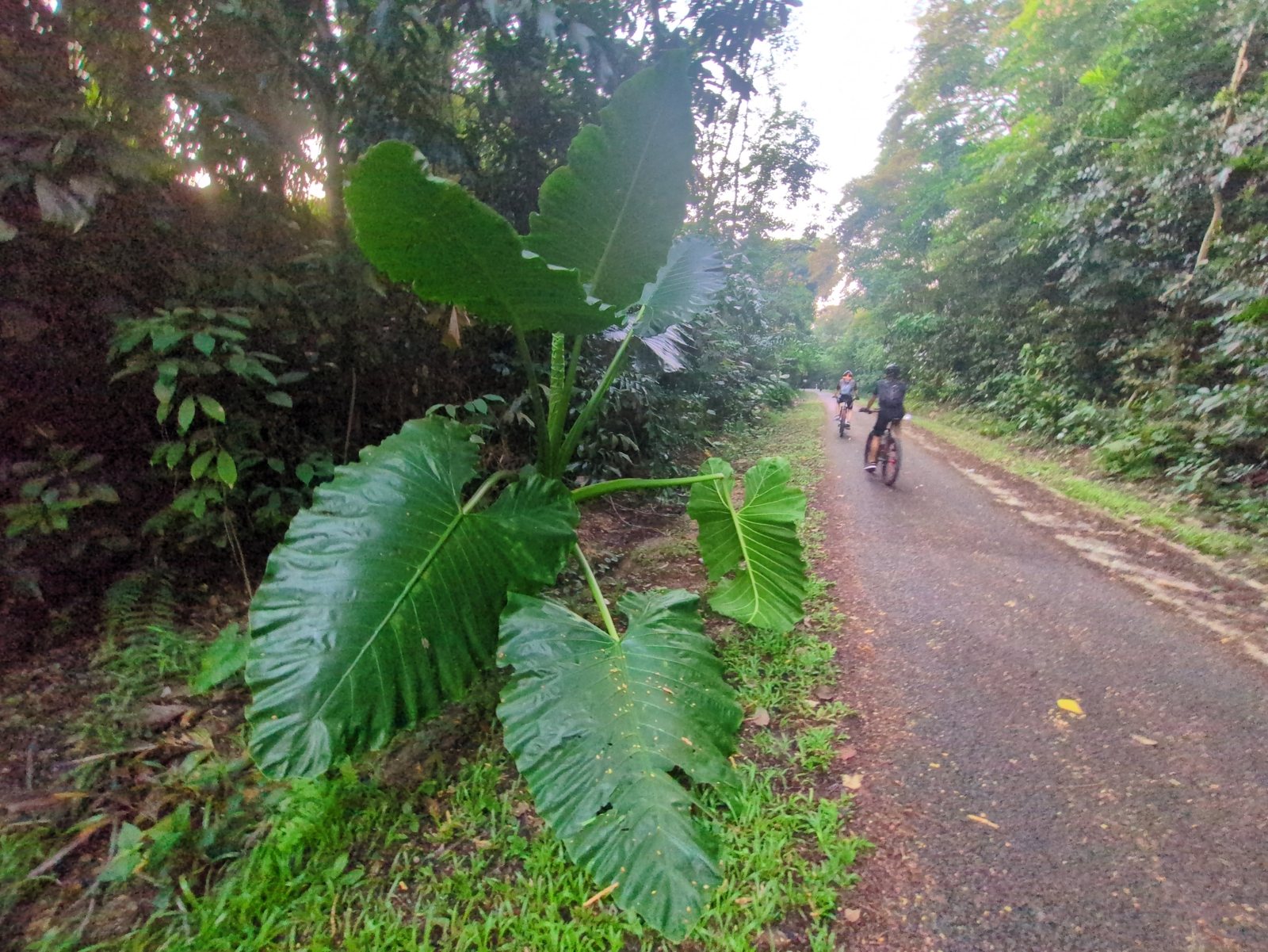 Giant taro