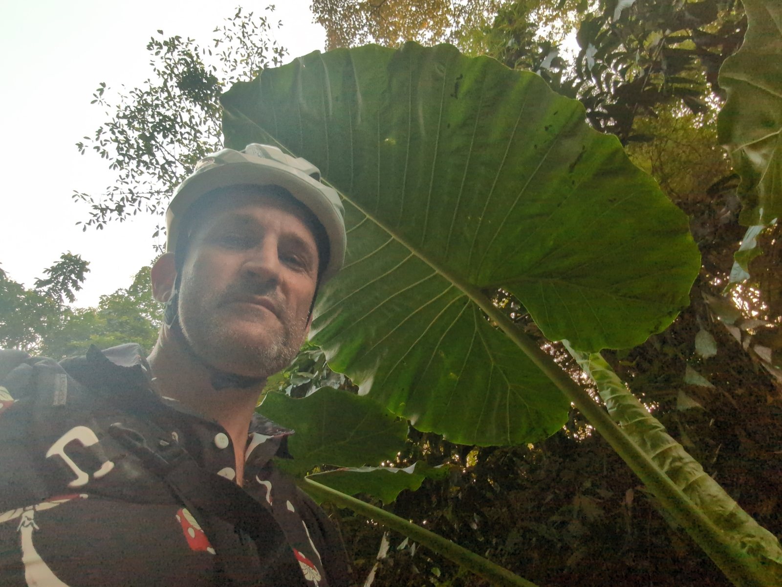Giant taro