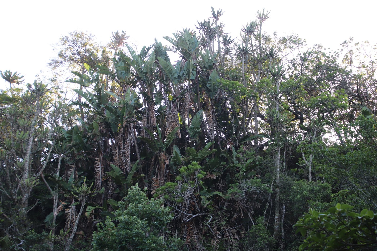 Giant white bird of paradise