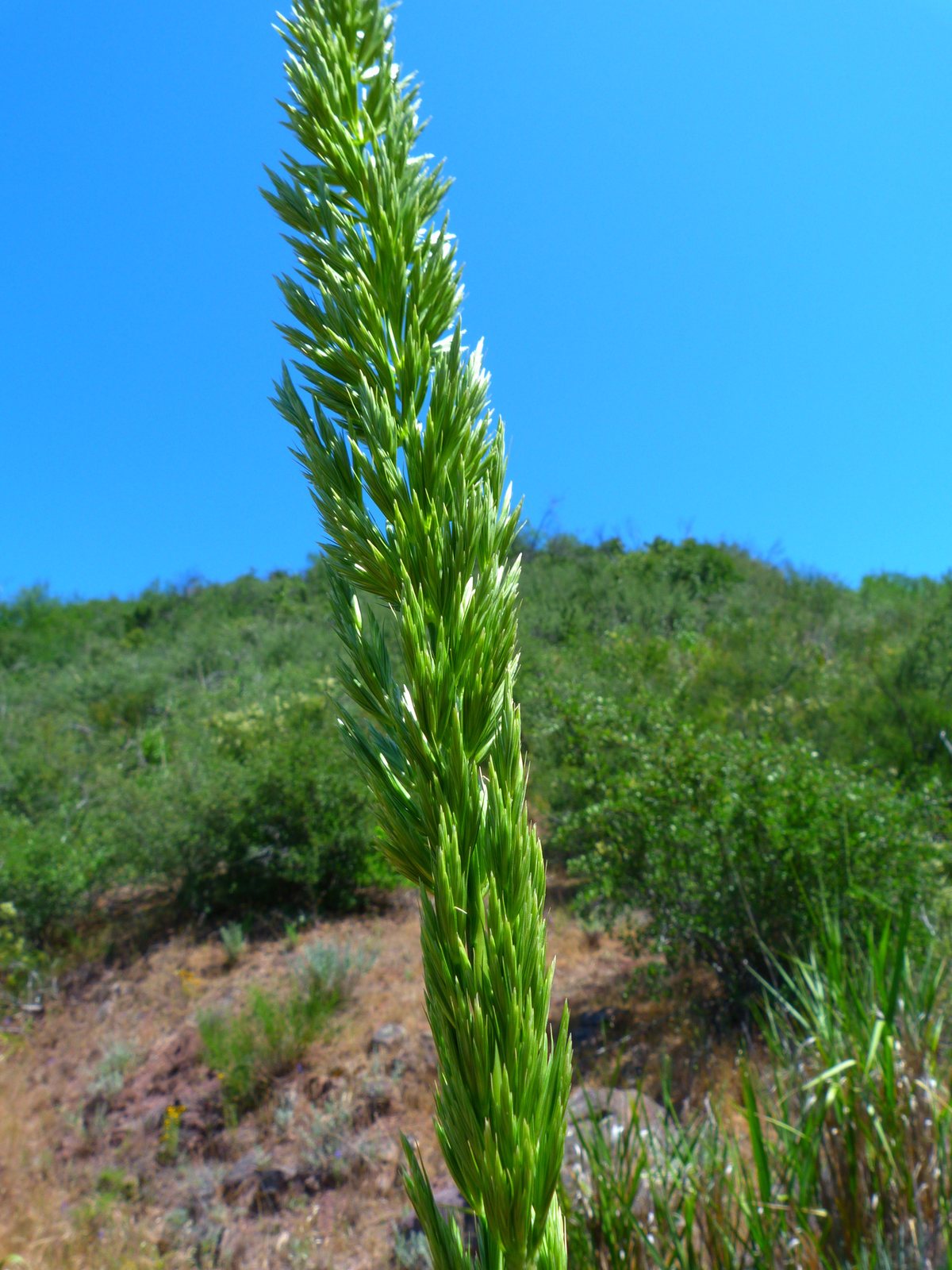 Giant wild rye