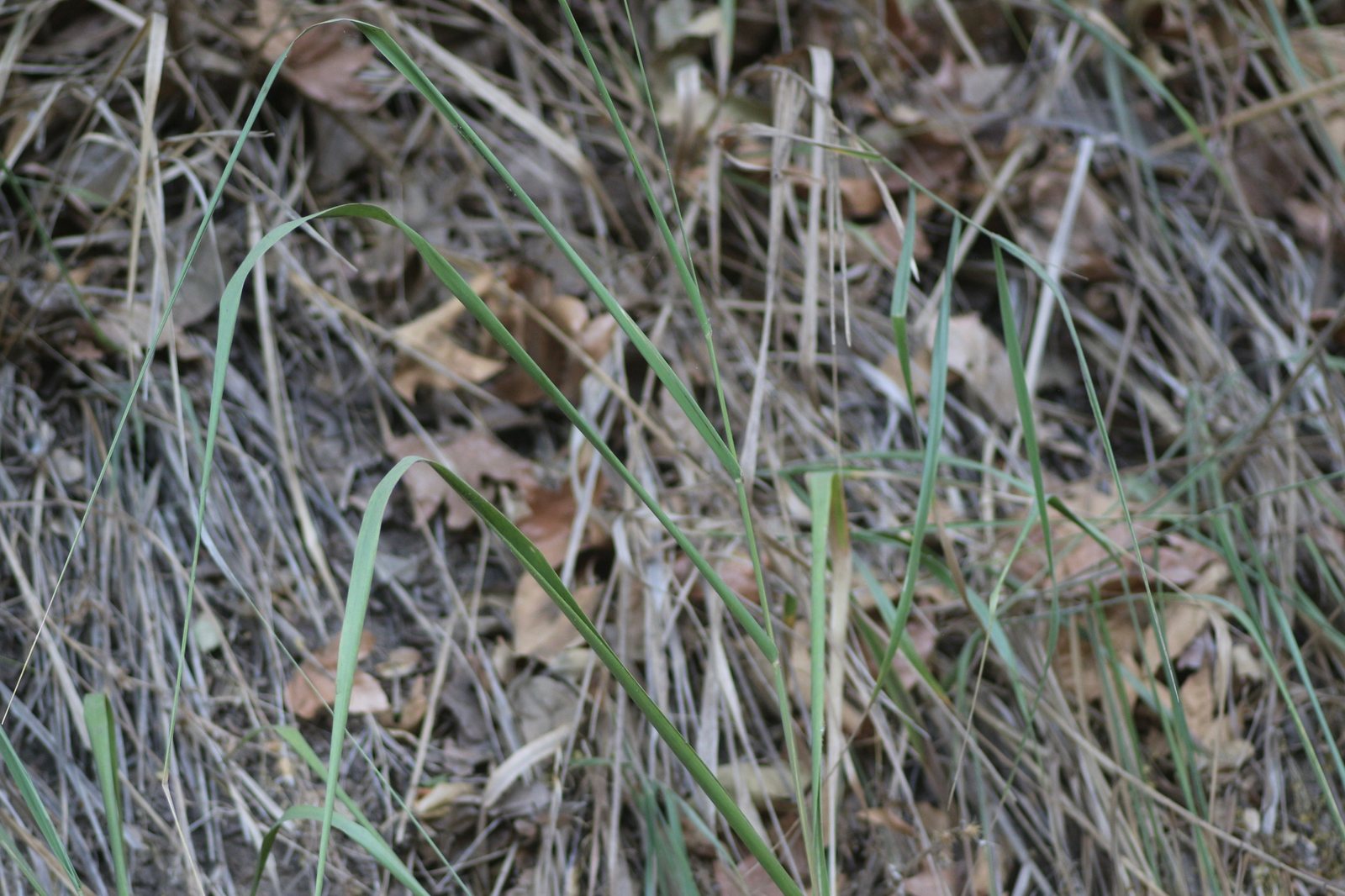 Giant wild rye