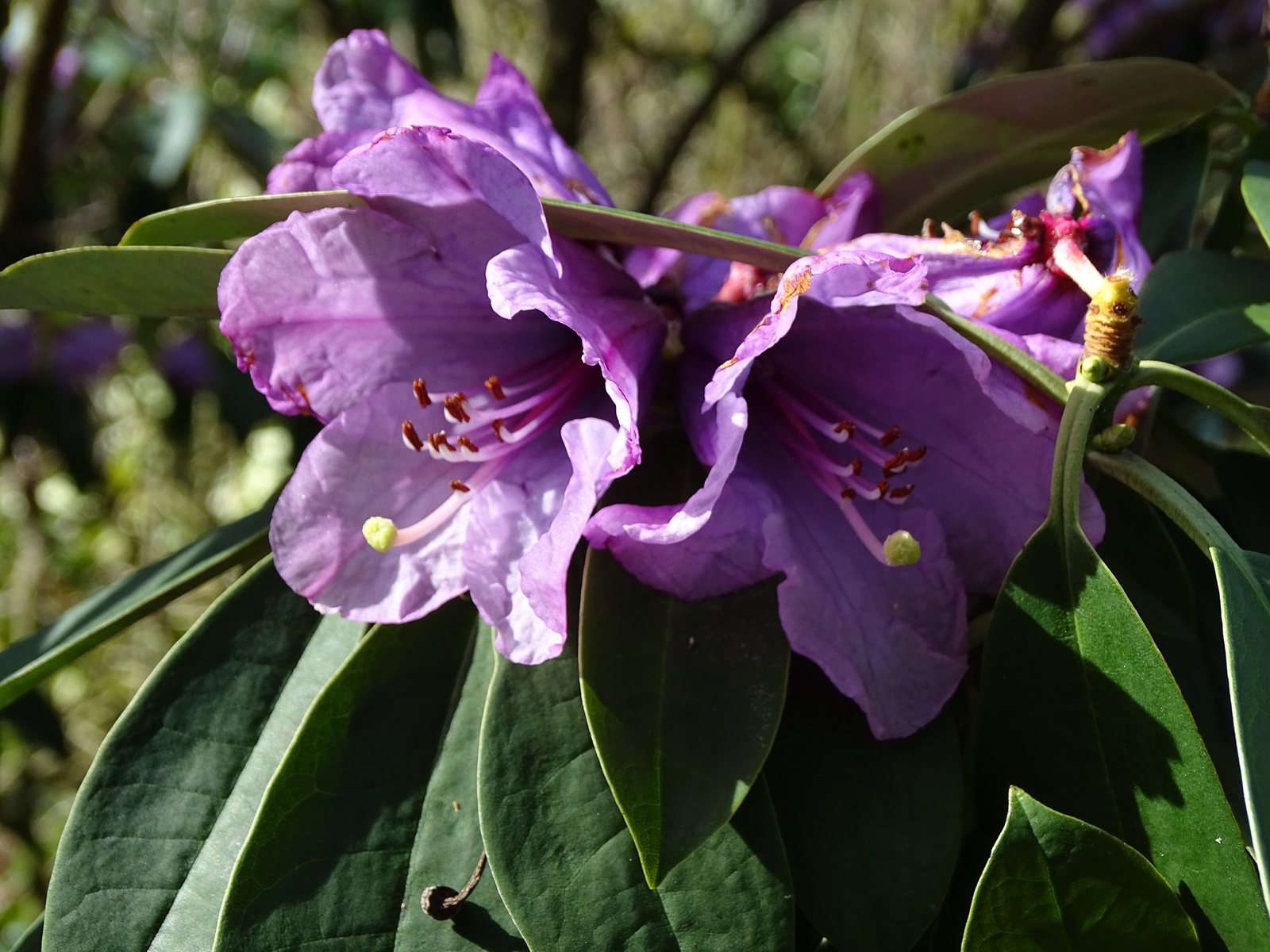 Girard's Fuchsia azalea