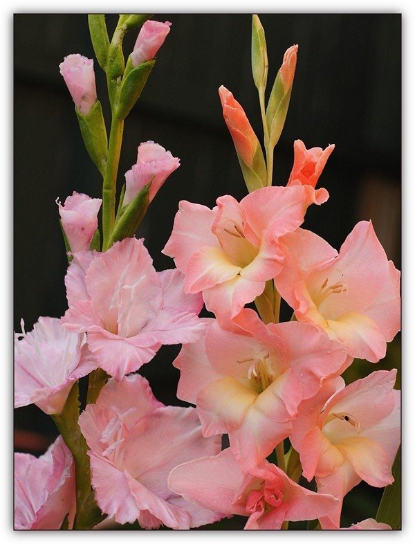 Gladiolus