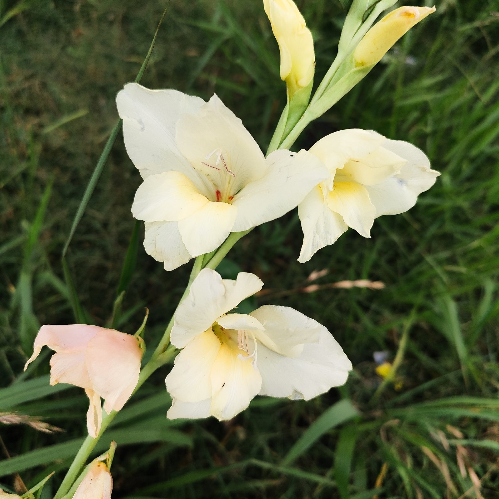 Gladiolus