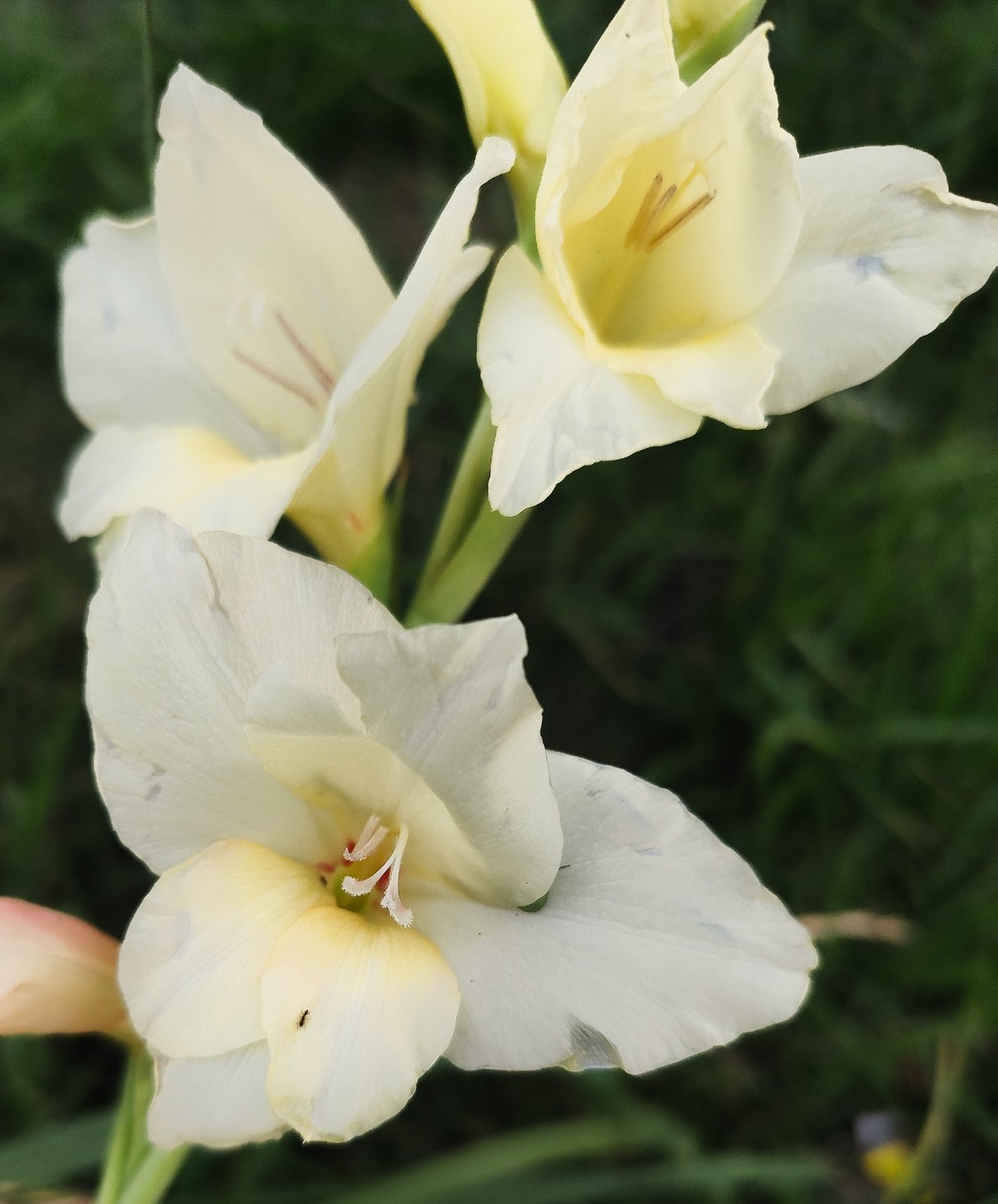 Gladiolus
