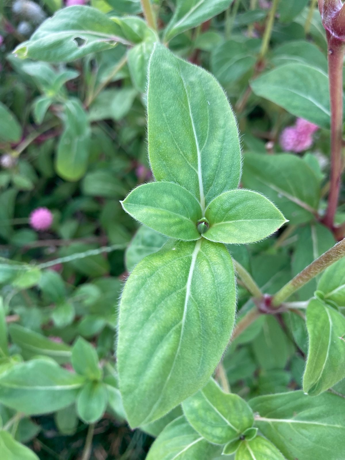 Globe amaranth