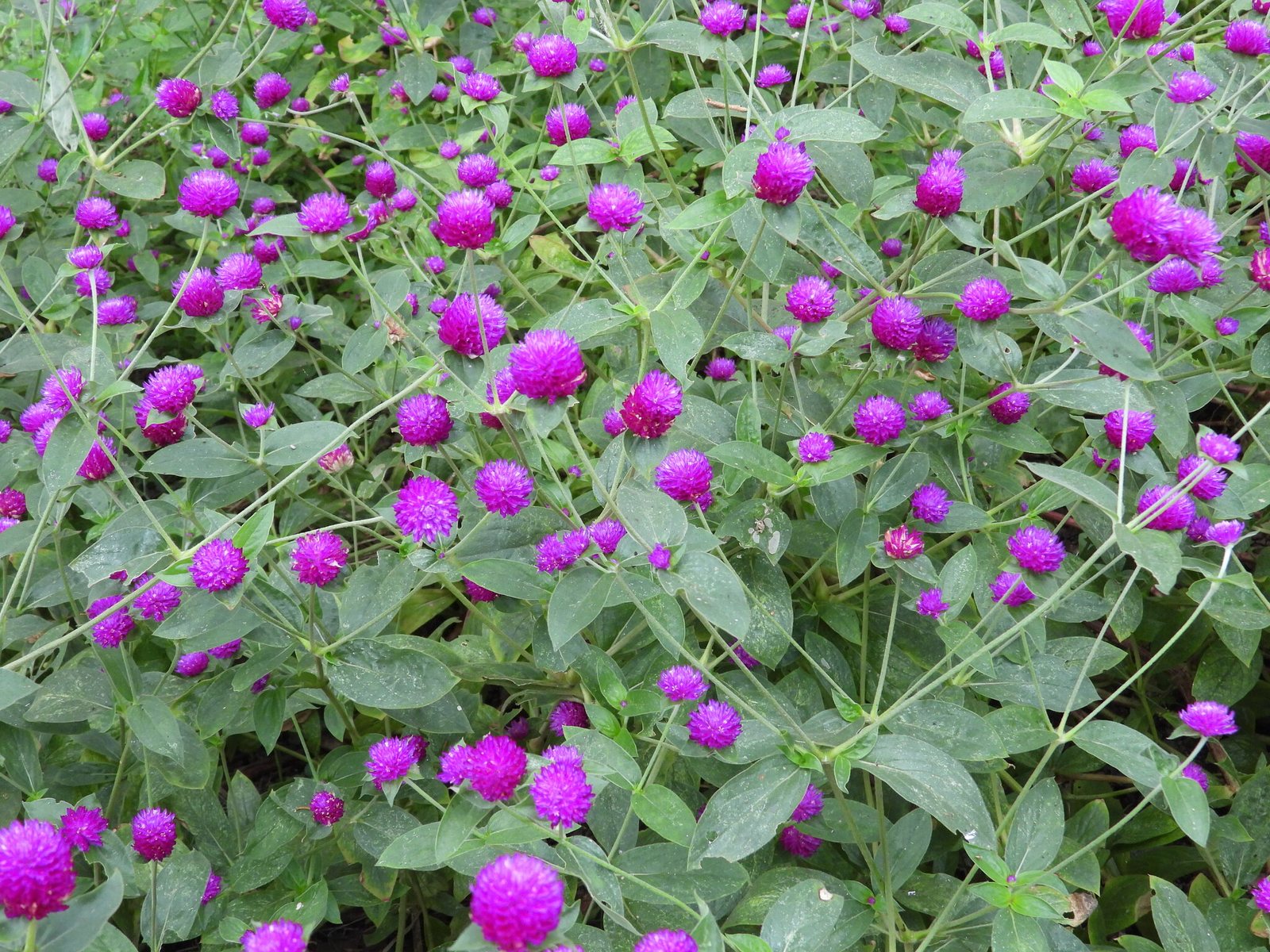 Globe amaranth