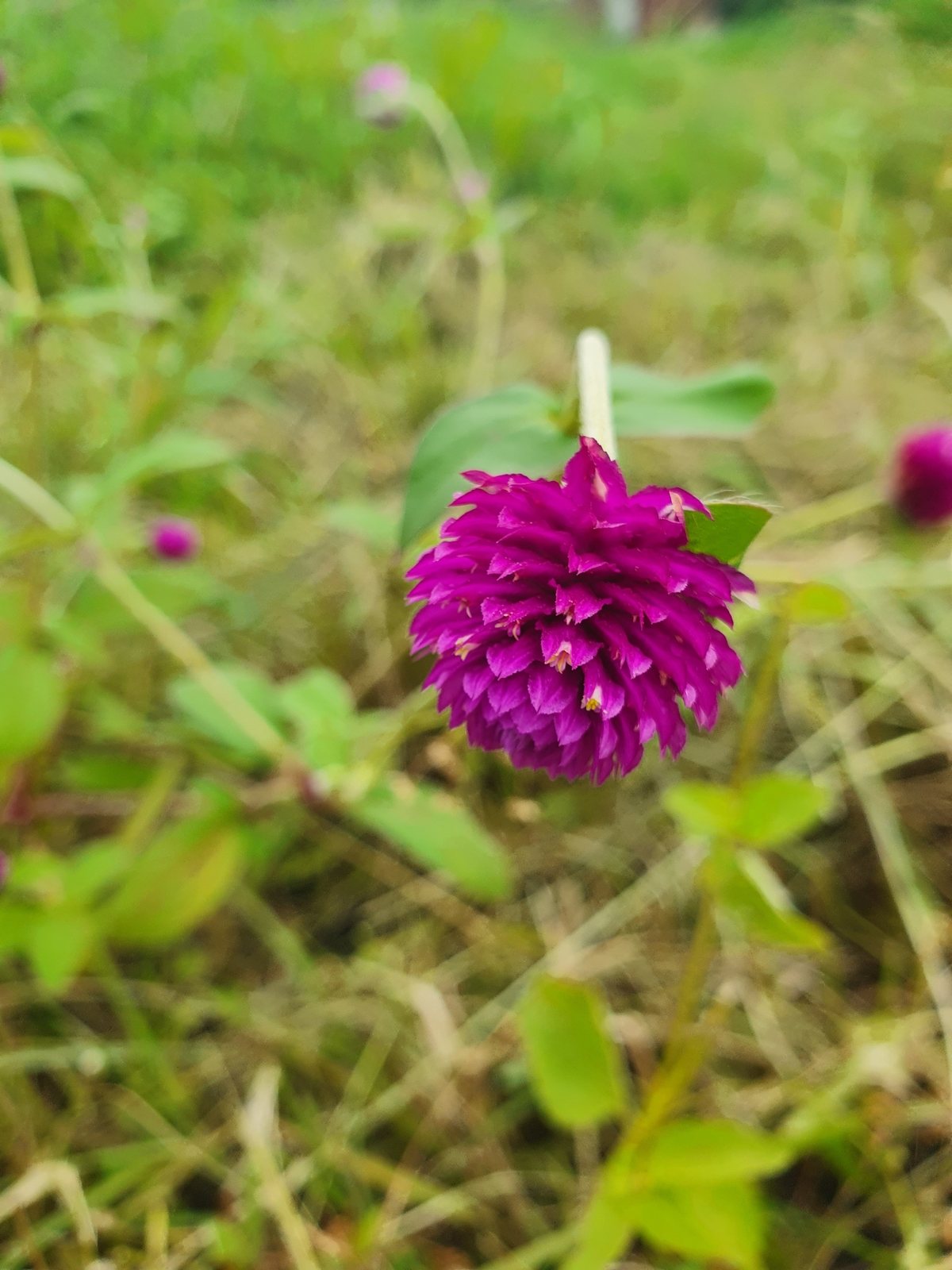 Globe amaranth