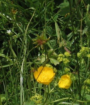 Globeflower