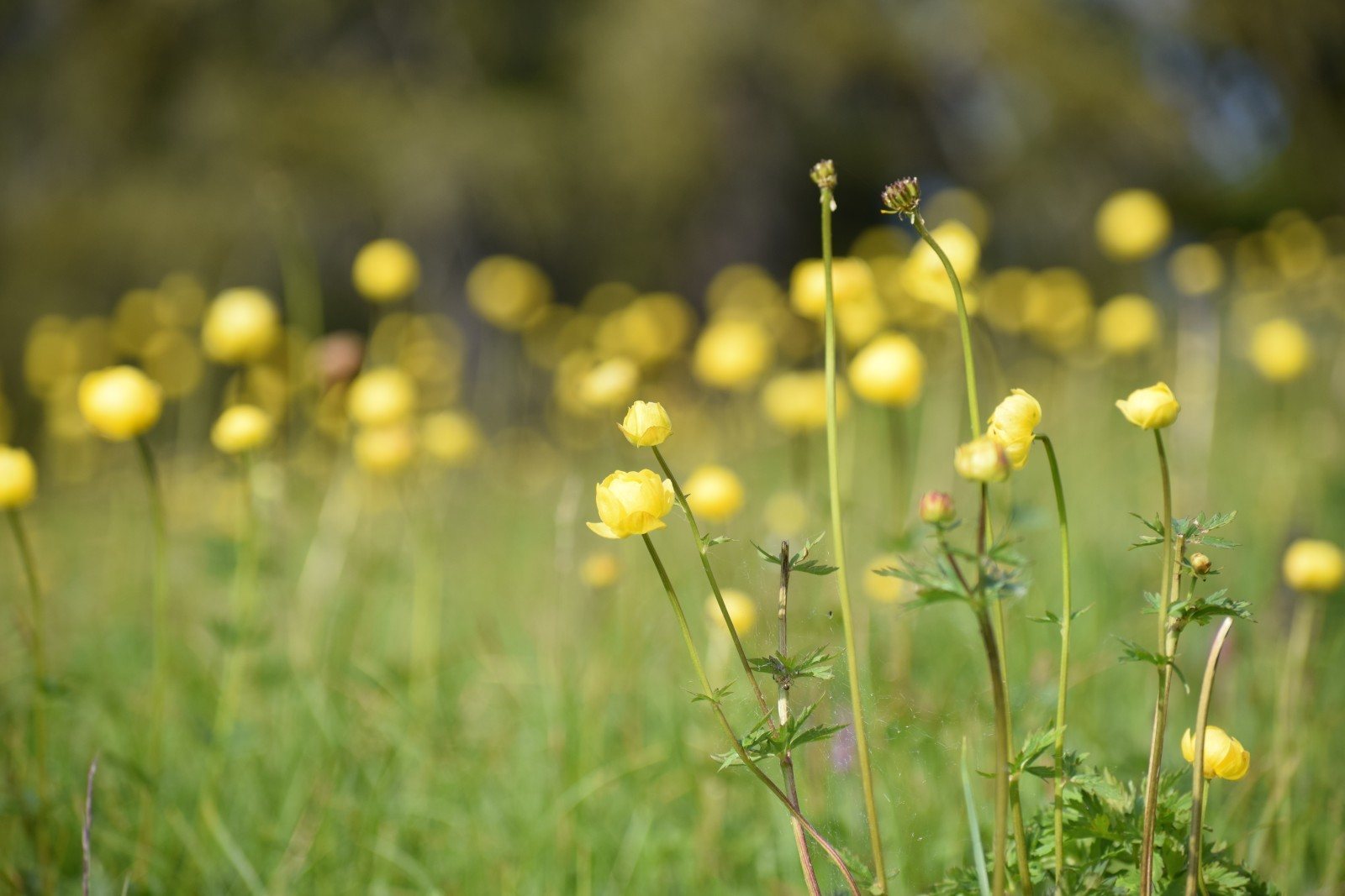 Globeflower