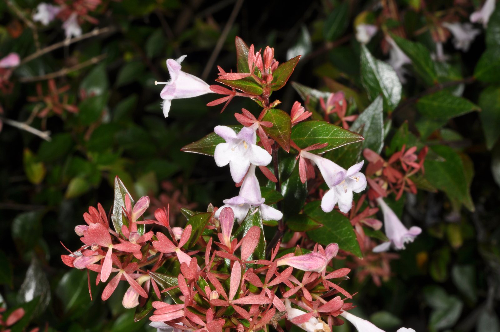 Glossy abelia Kaleidoscope