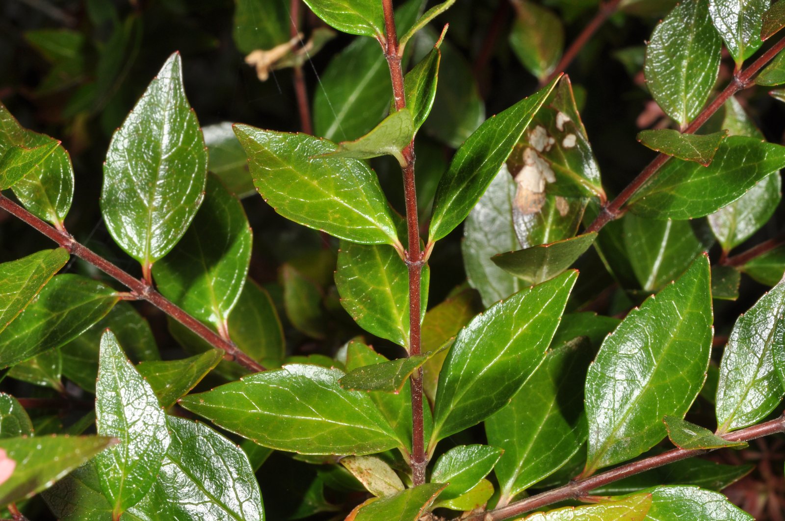 Glossy abelia Kaleidoscope