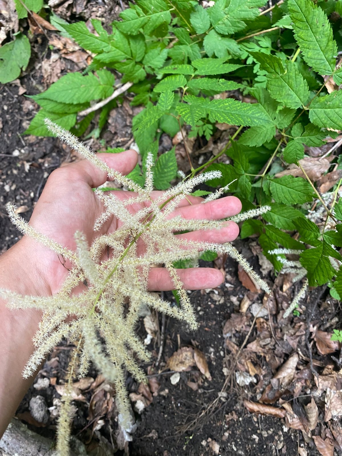 Goat's beard