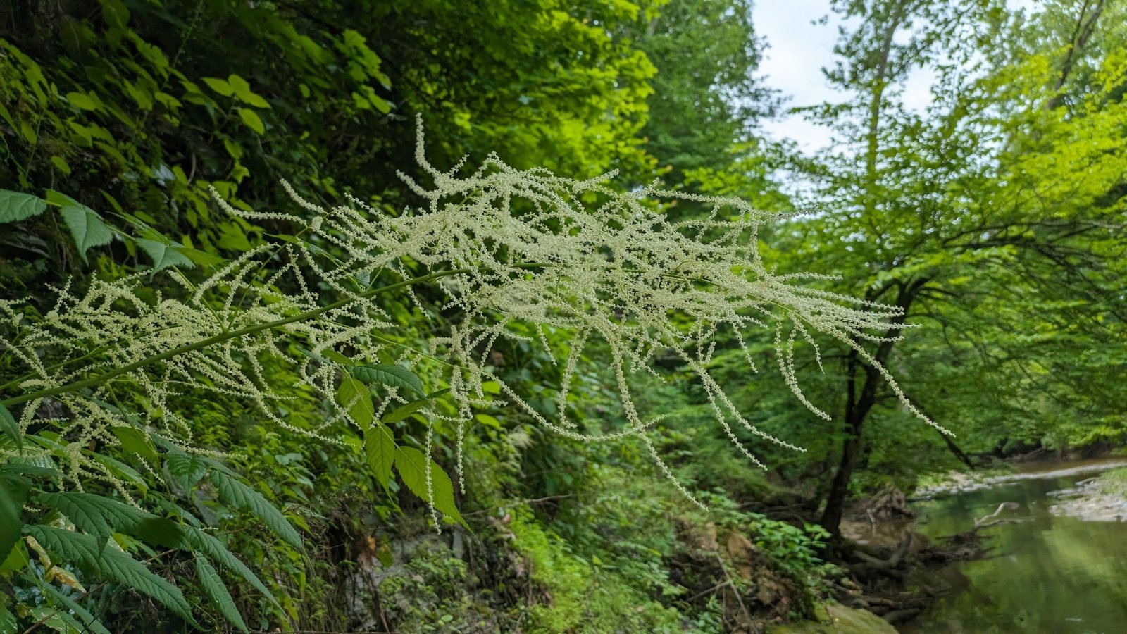 Goat's beard