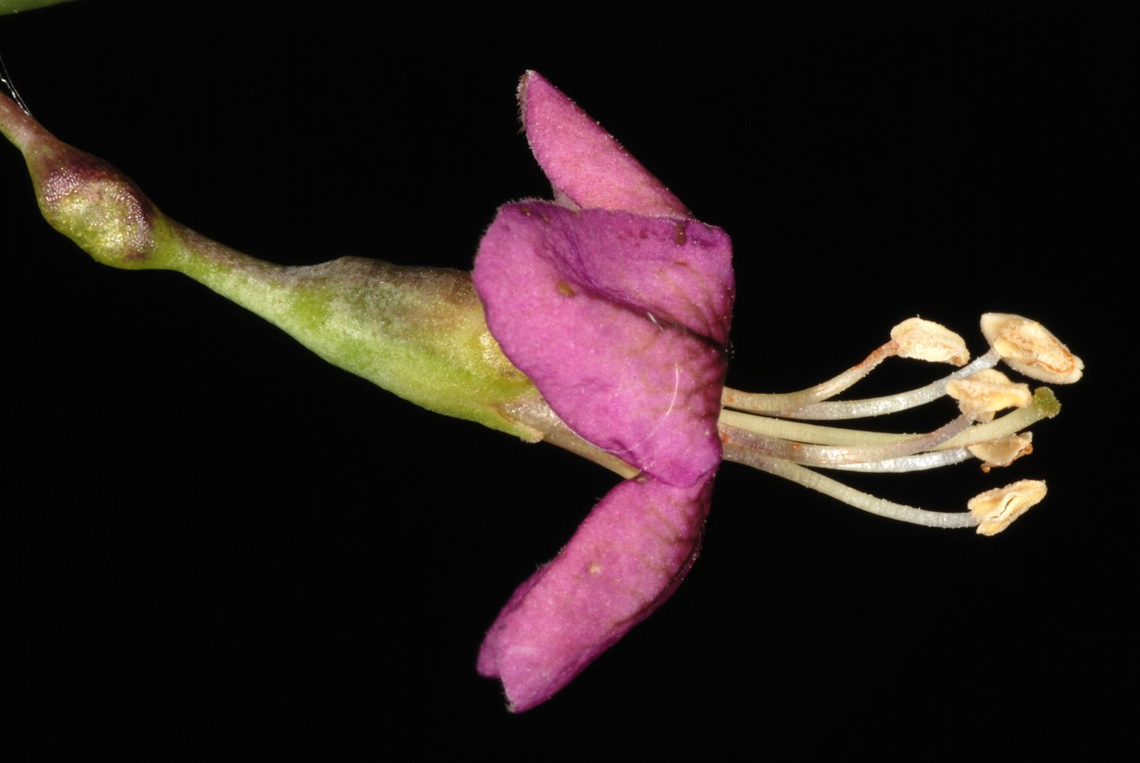 Goji berry
