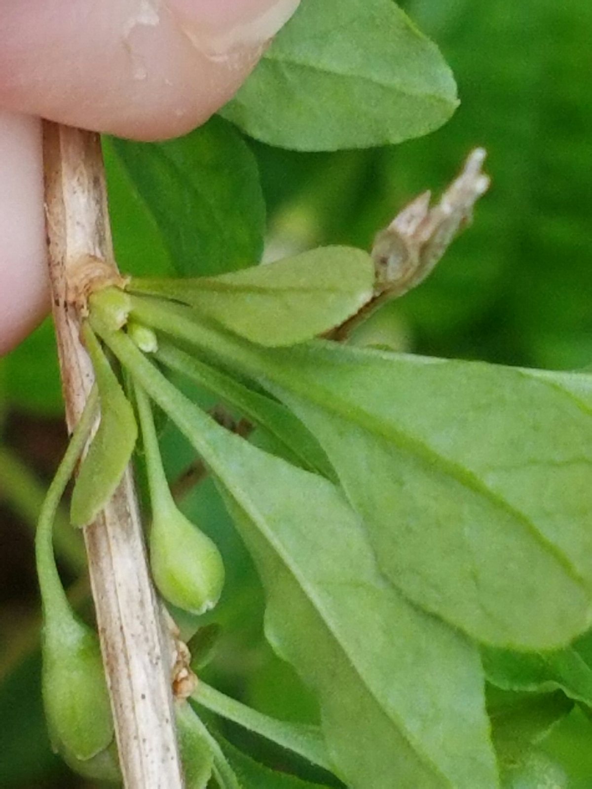 Goji berry