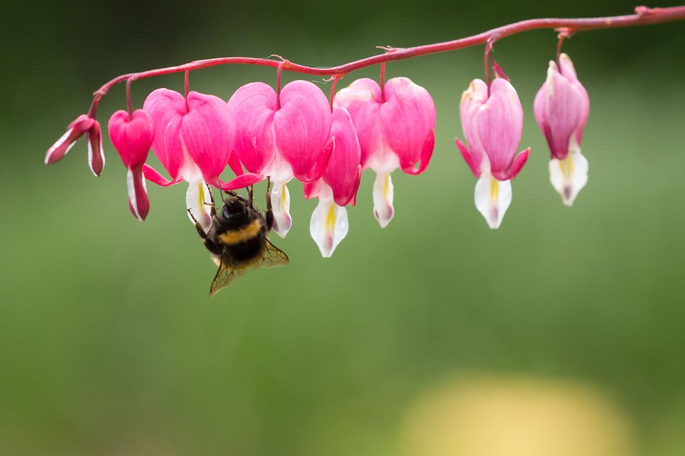 Gold Heart bleeding heart