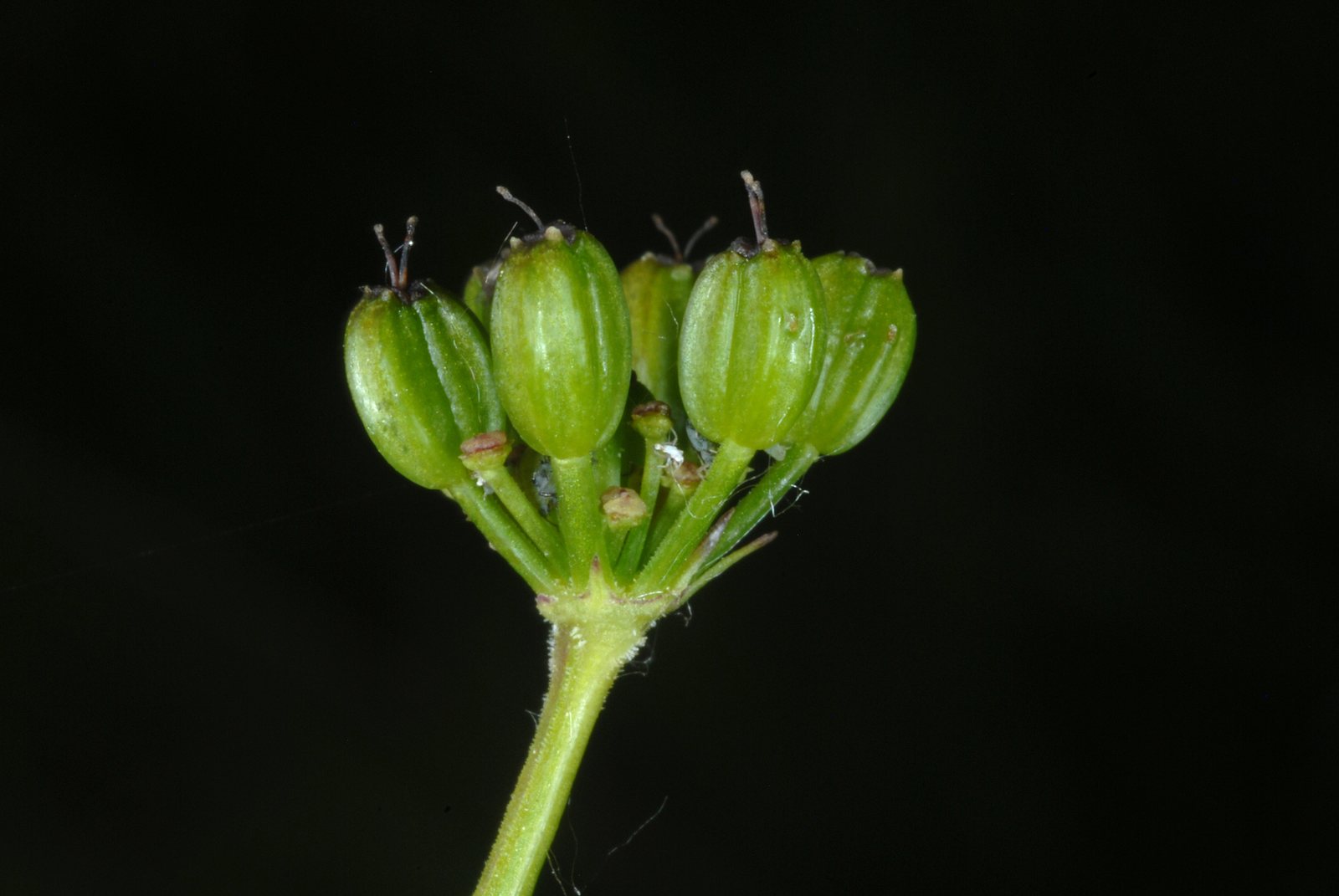Golden Alexanders