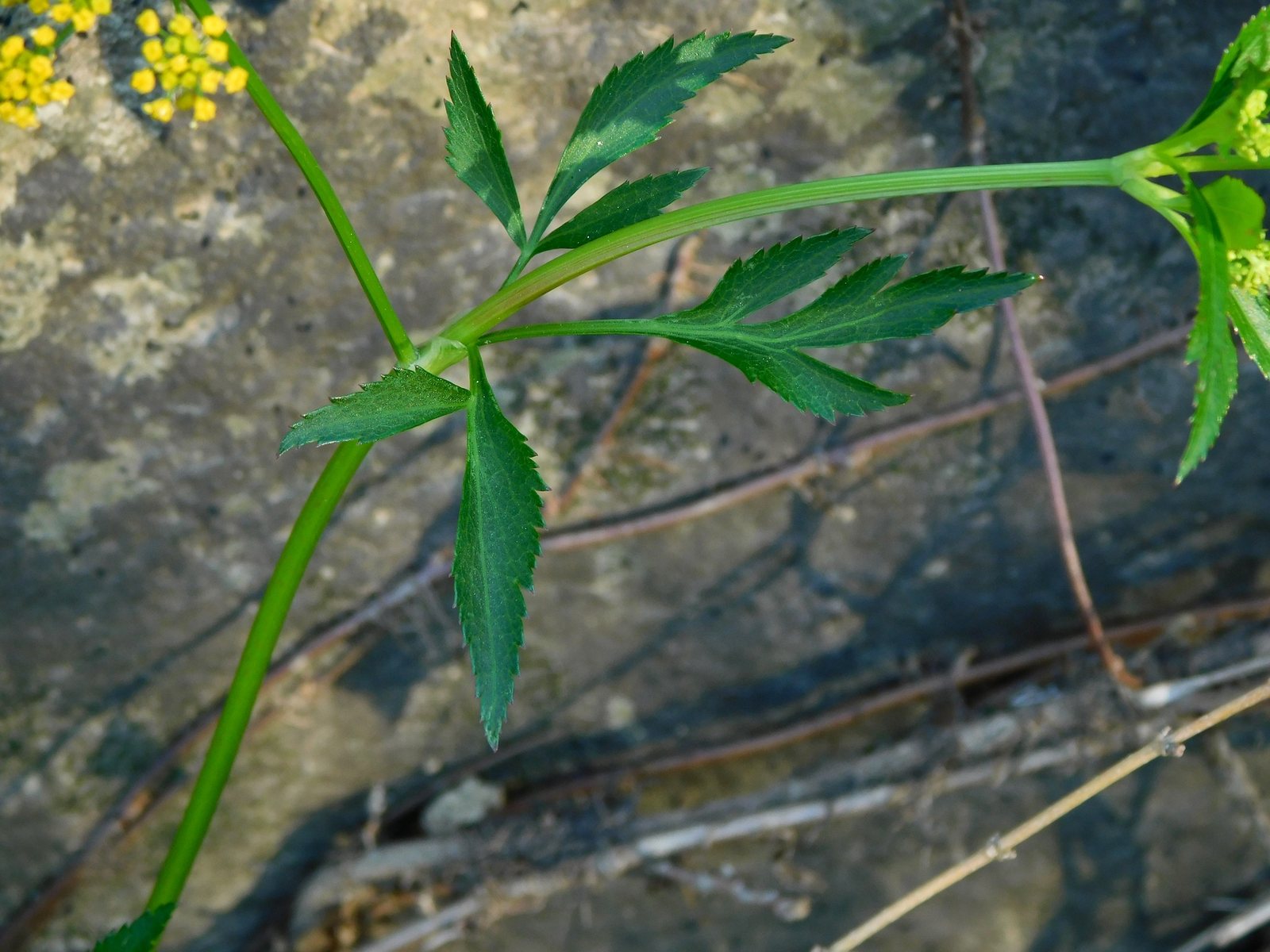 Golden Alexanders