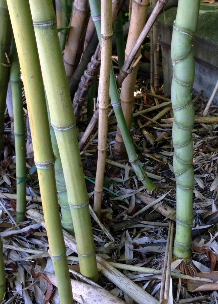 Golden bamboo