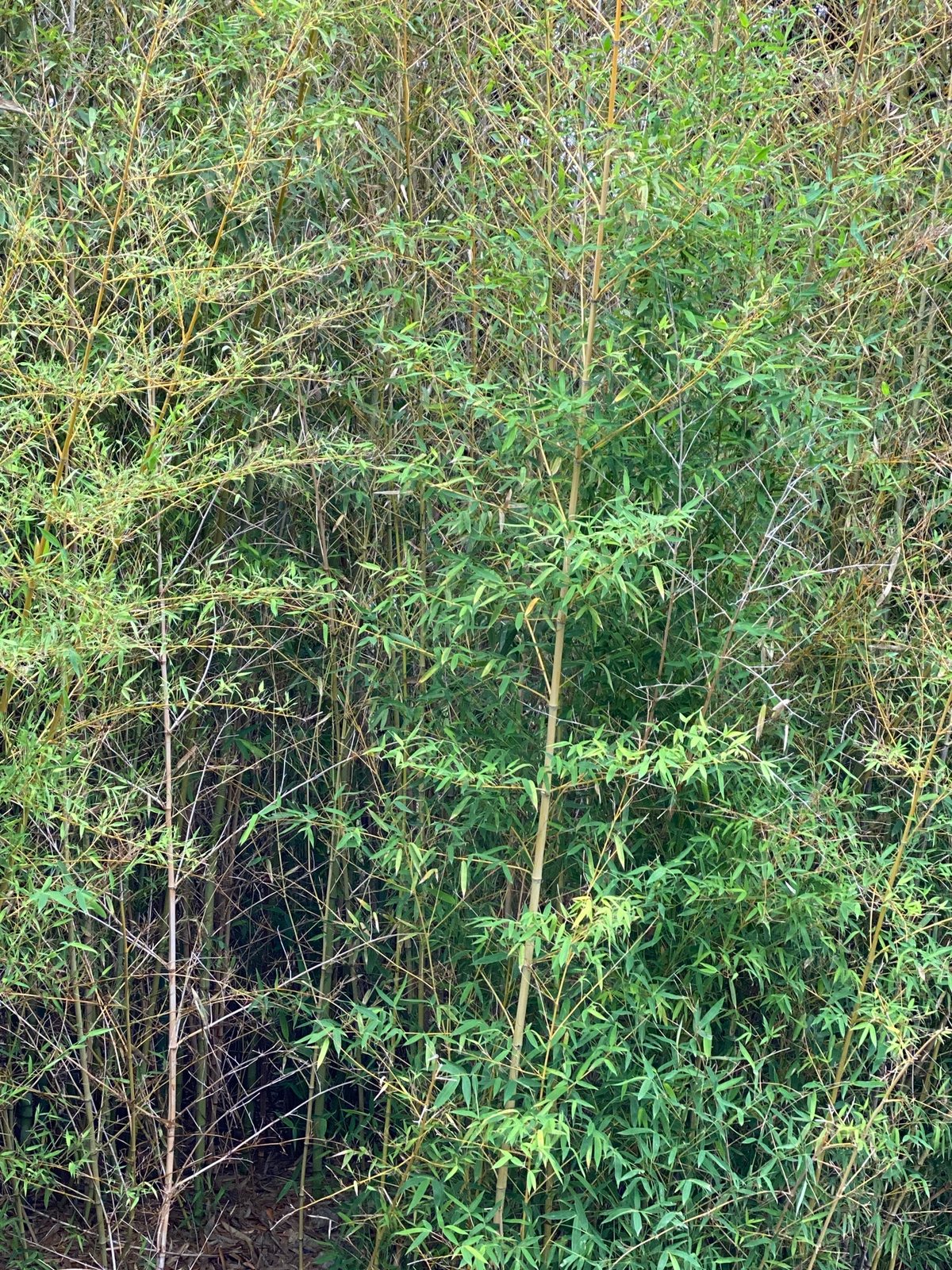 Golden bamboo