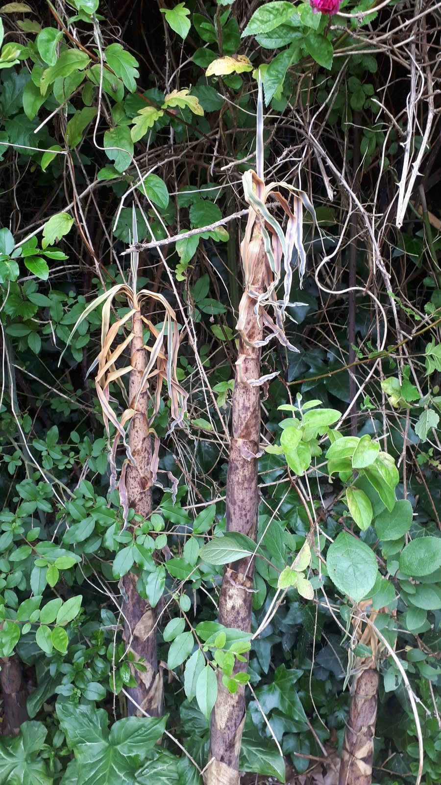 Golden bamboo