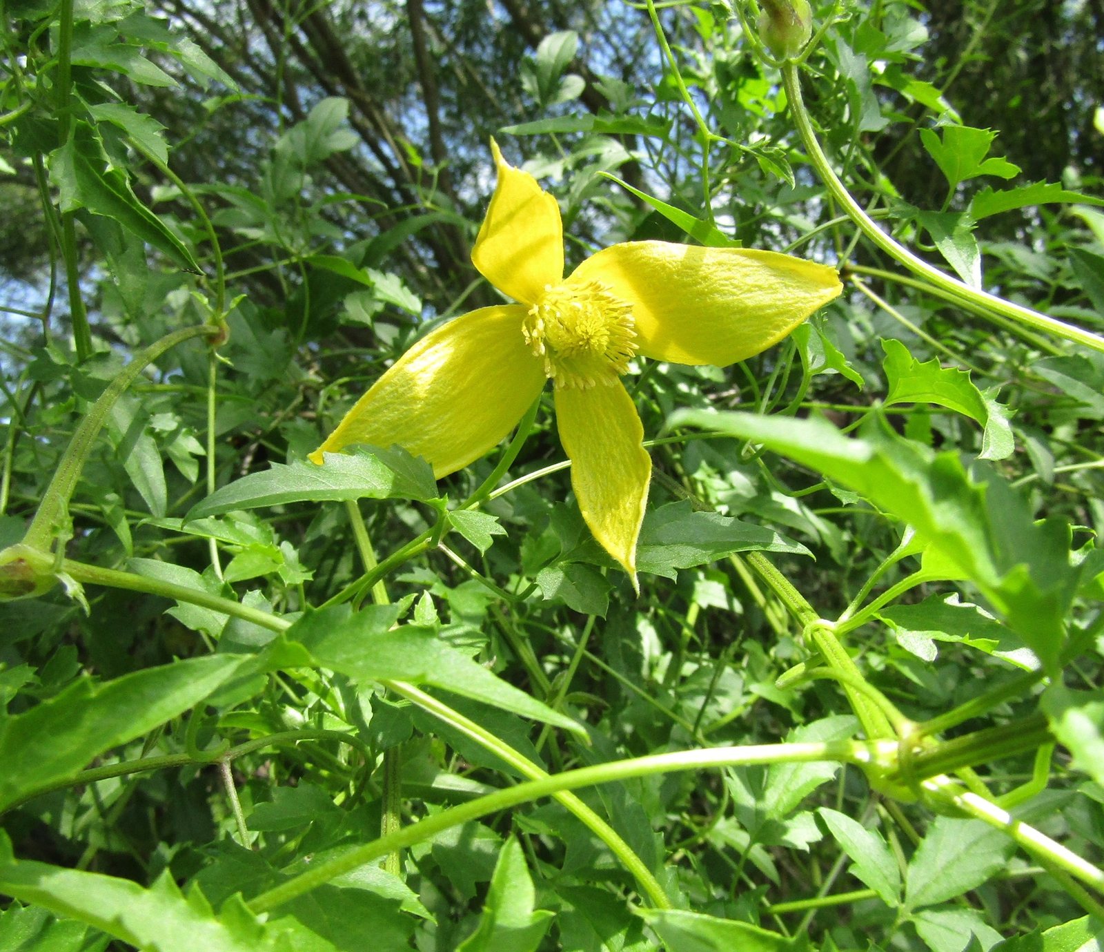 Golden clematis
