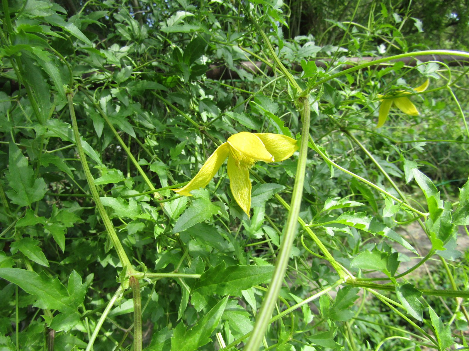 Golden clematis