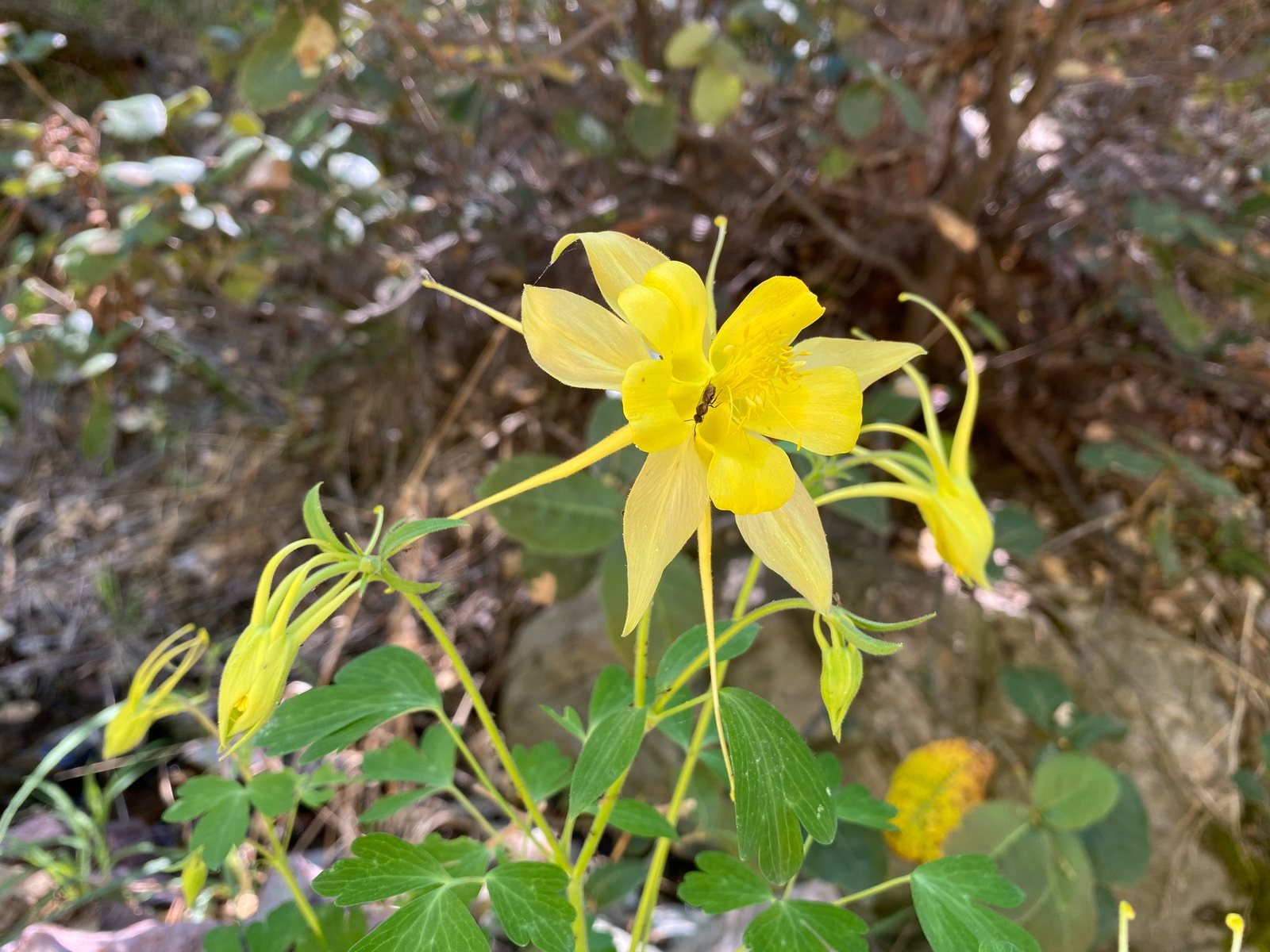 Golden columbine