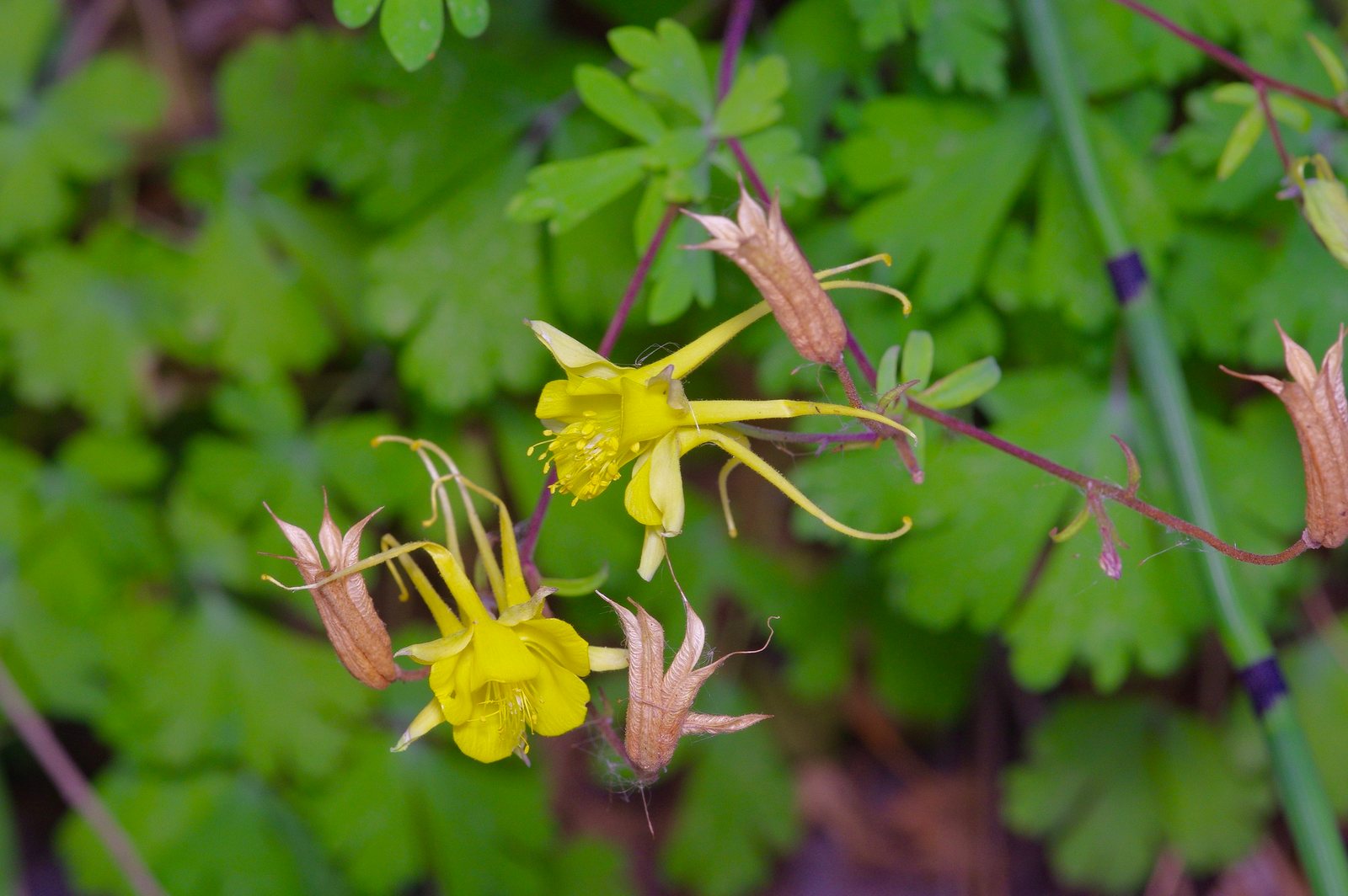 Golden columbine