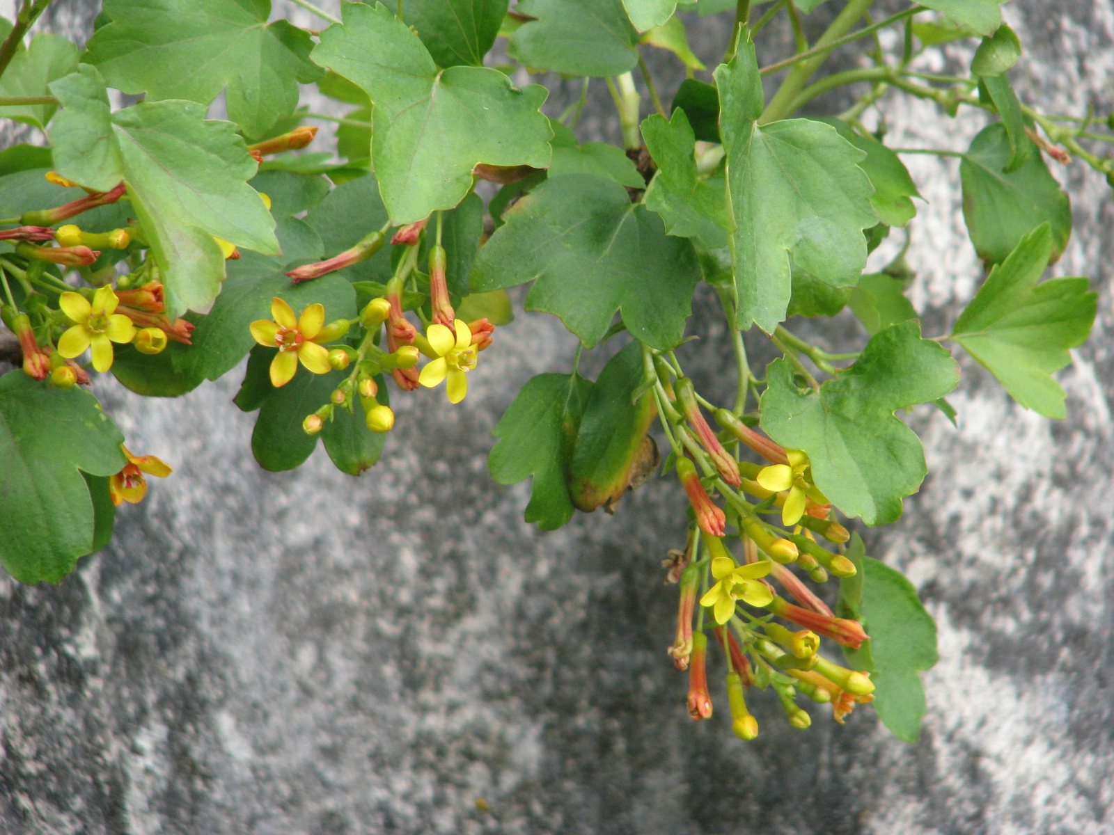 Golden currant