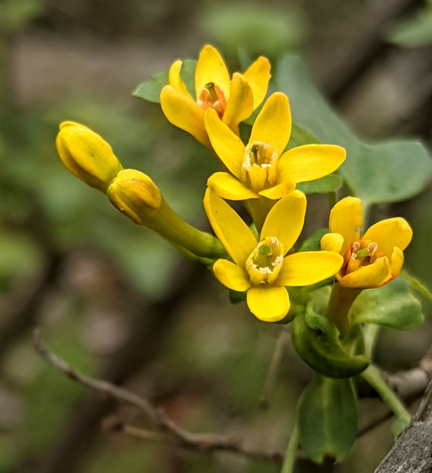 Golden currant