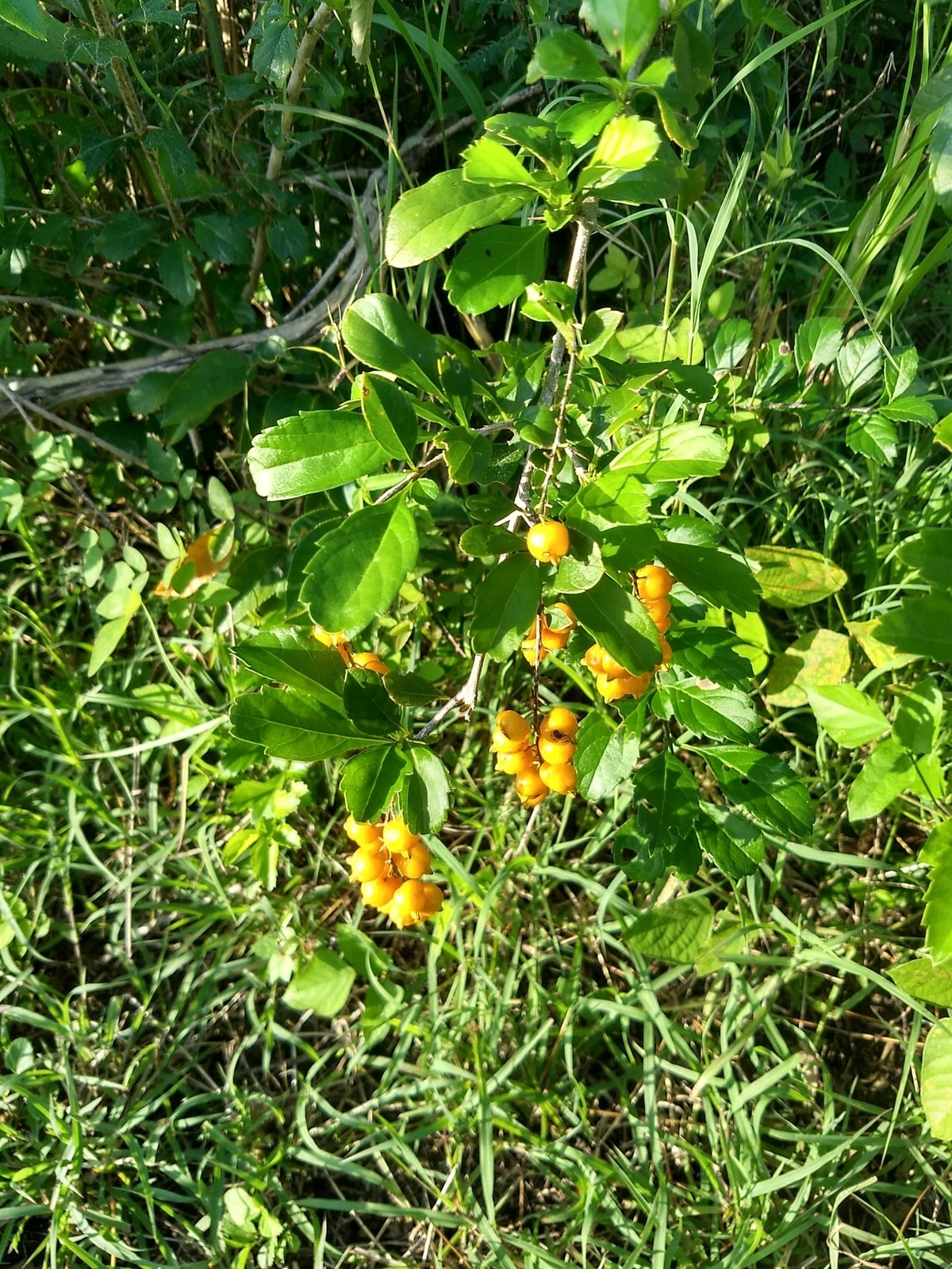 Golden dewdrop