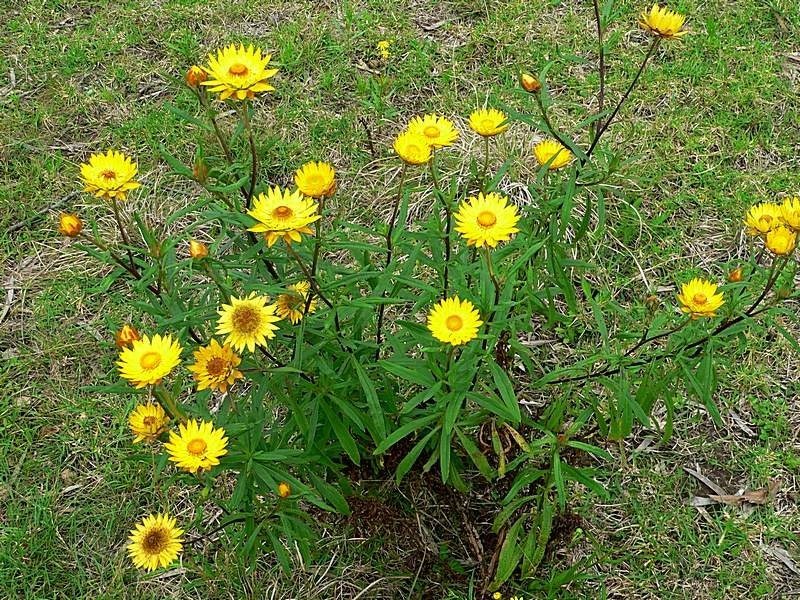 Golden everlasting
