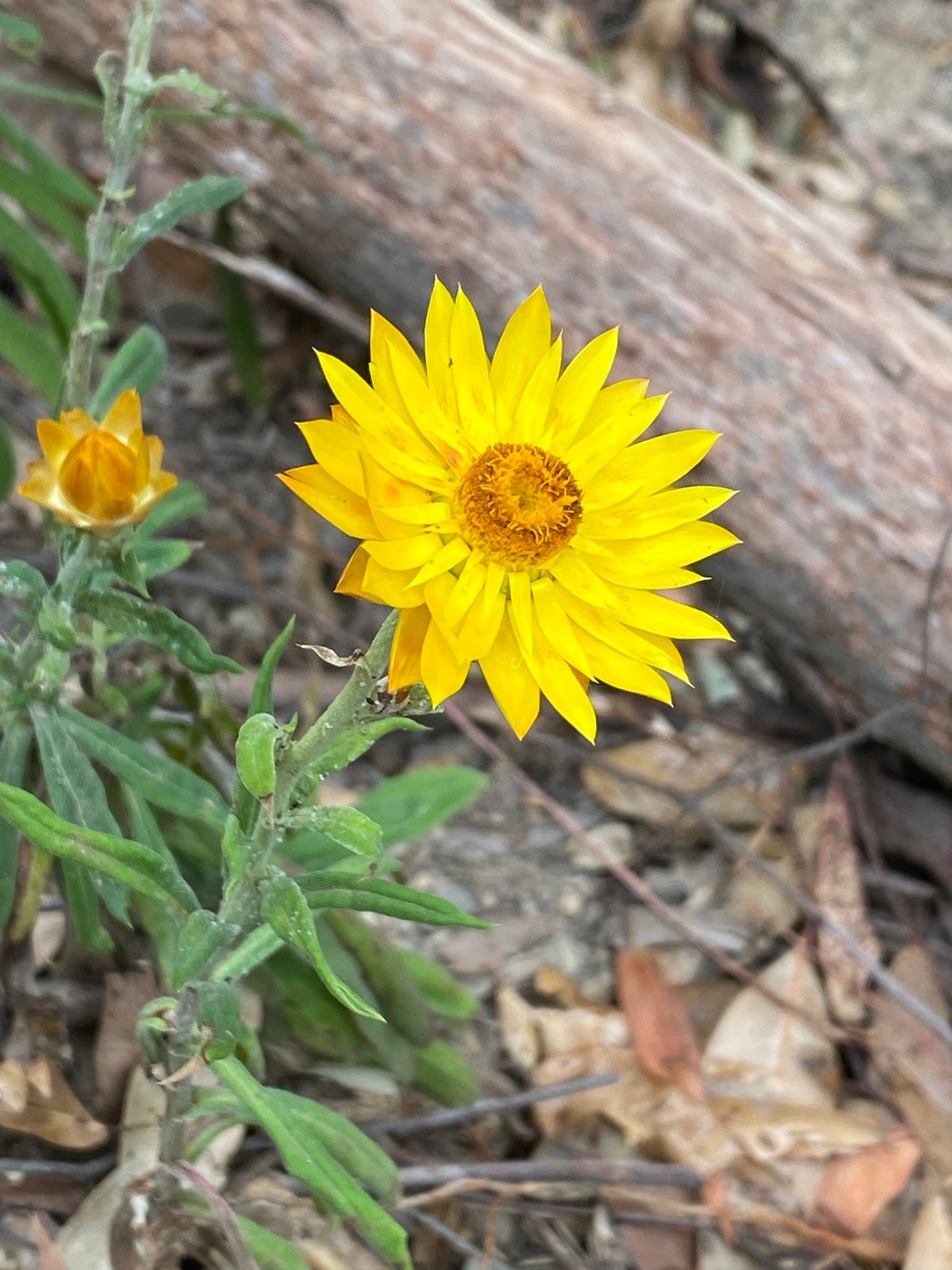 Golden everlasting