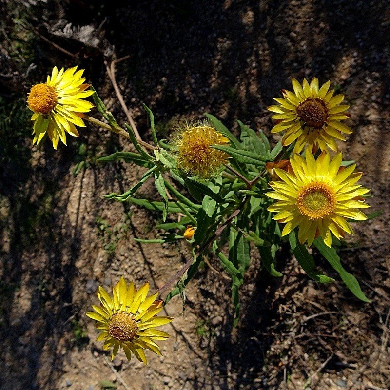 Golden everlasting