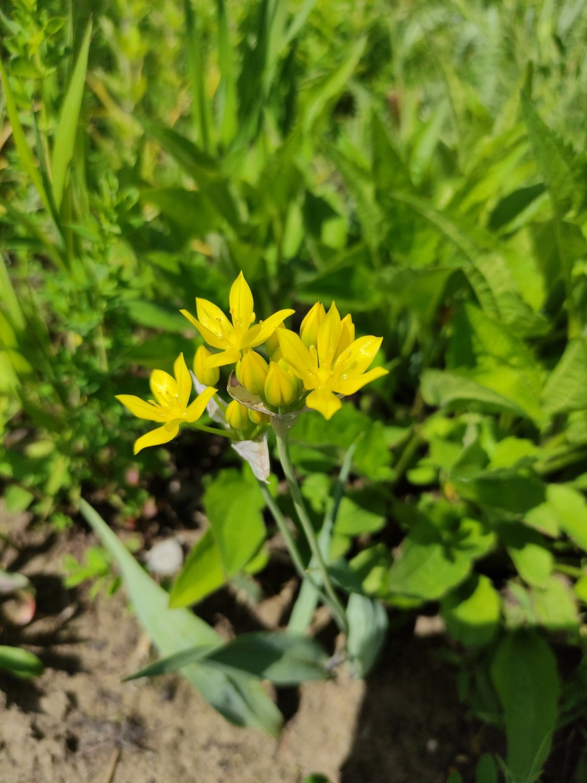 Golden garlic