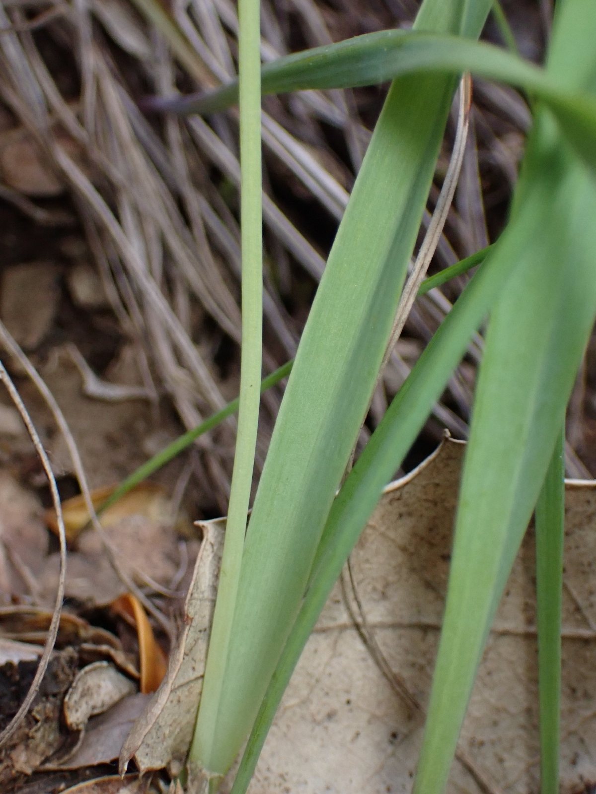 Golden garlic