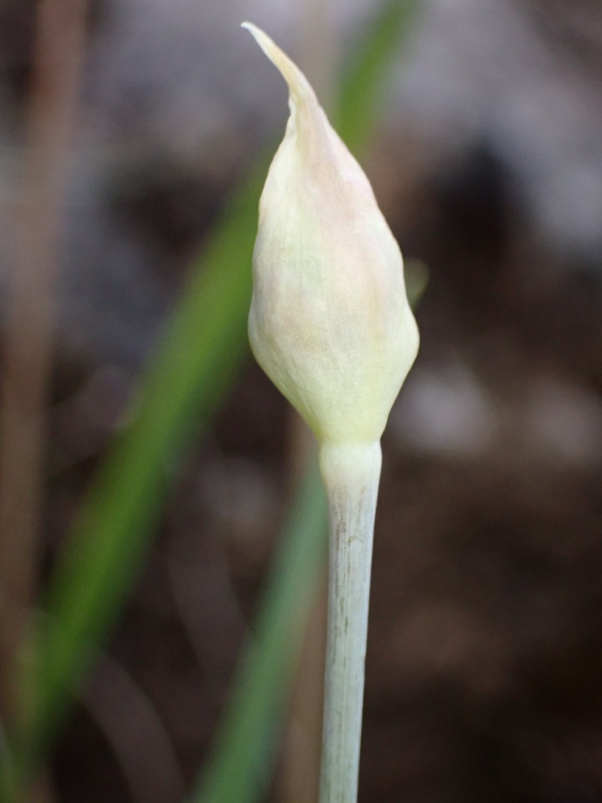 Golden garlic