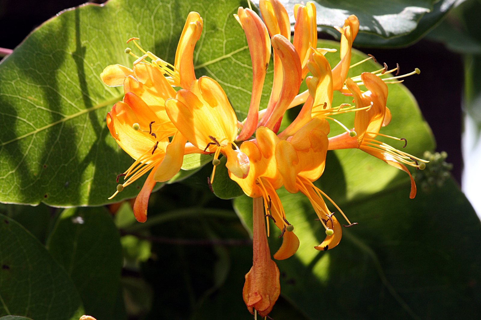 Golden honeysuckle