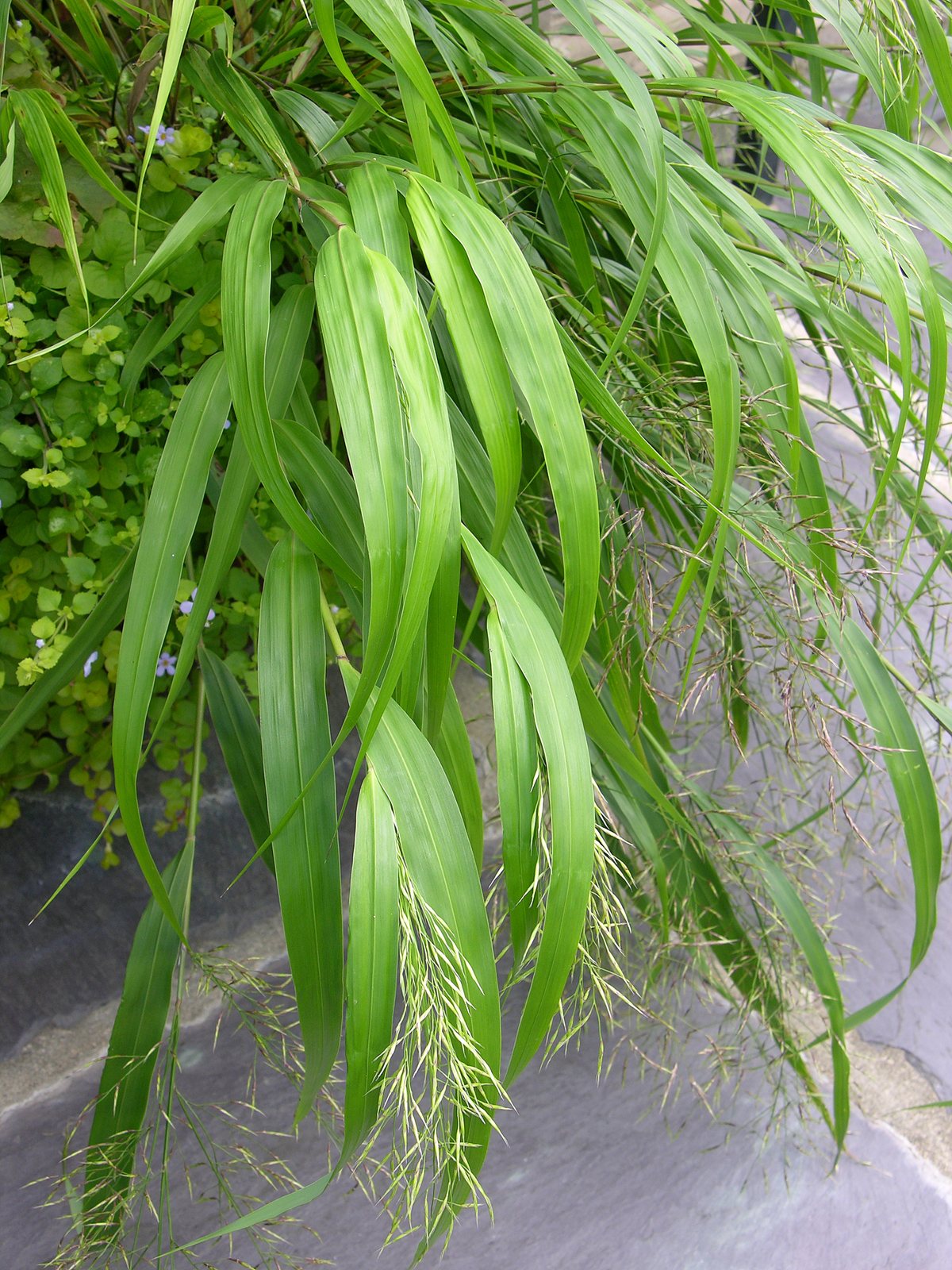 Golden Japanese forest grass