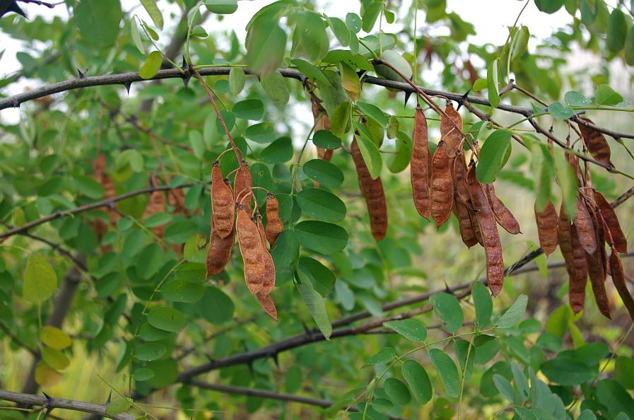 Golden locust