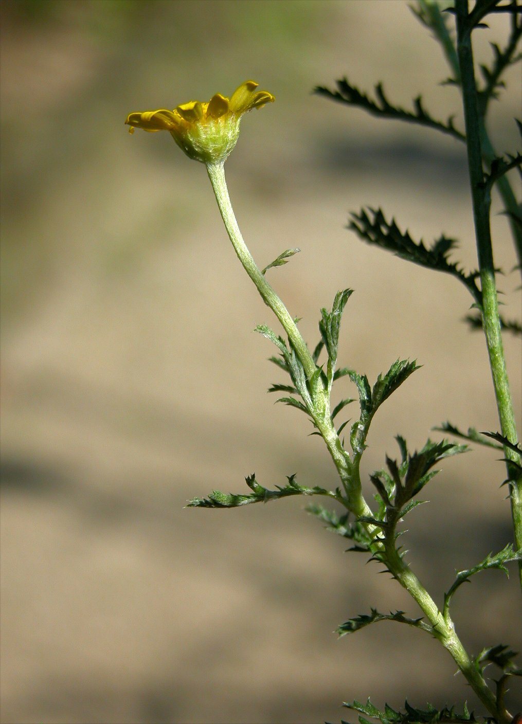 Golden marguerite 'E.C. Buxton'